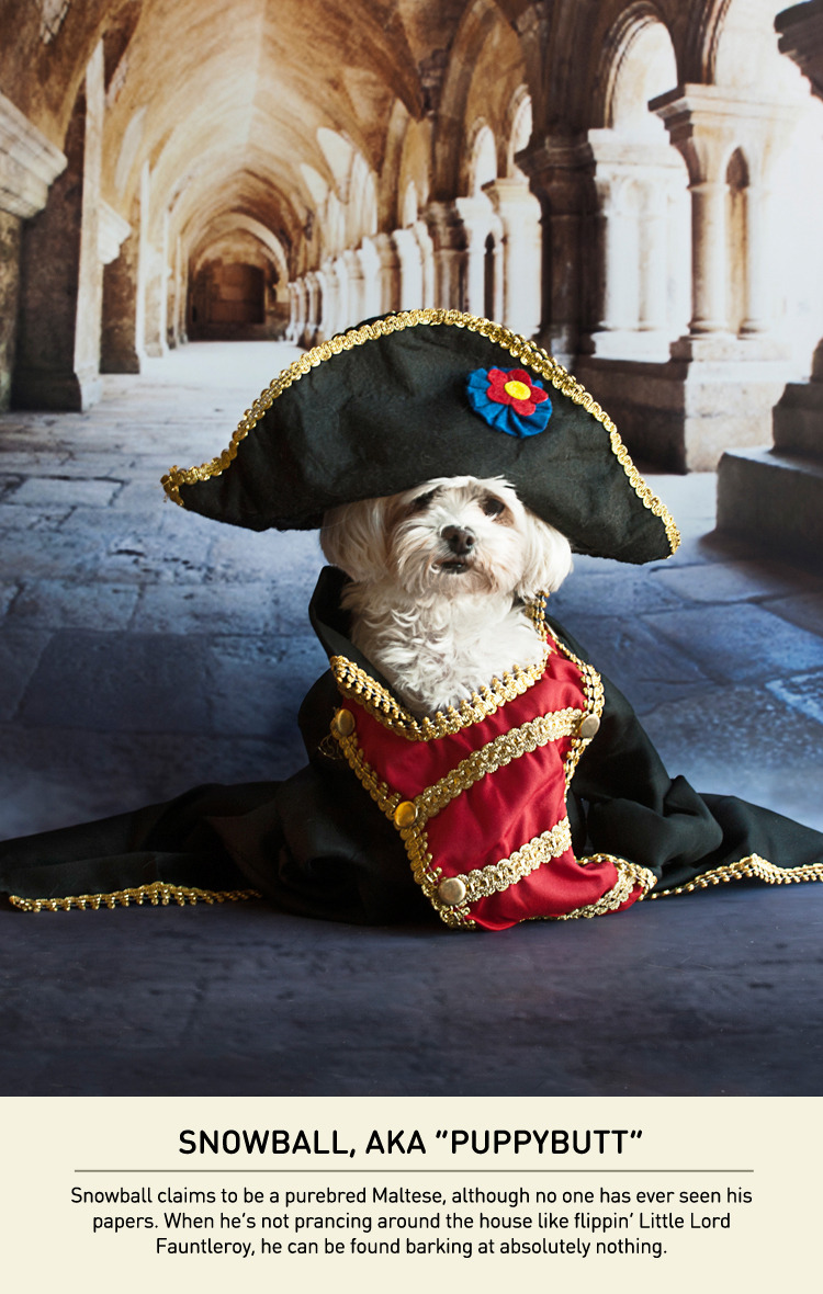 with dogs dogs with a napoleon complex carmichael collective with dogs dogs with a napoleon complex carmichael collective